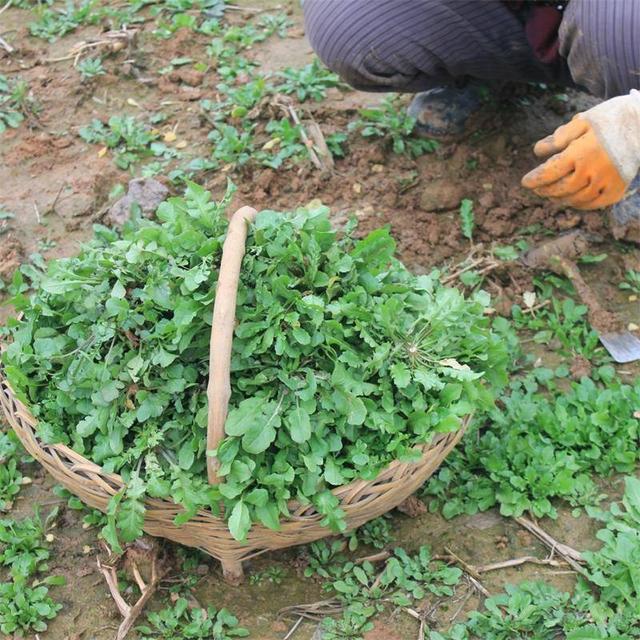 你喜欢吃野菜吗?你吃过什么野菜